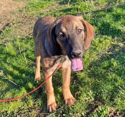 Fridolin sucht ein passendes Zuhause
