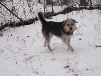 Schäfer/Schnauzer MIX zu verschenken!