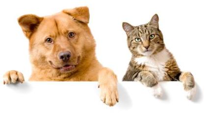 Hundefutter, Katzenfutter, Tierbedarf kaufen bei Natur4Pets.de