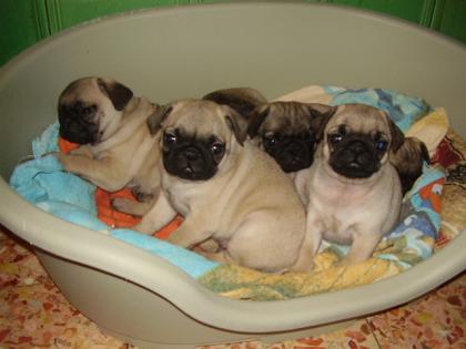 Süsse Mops welpen