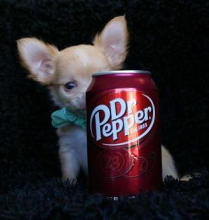 Chihuahua Welpen.