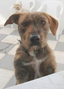 Scooby eilt um HILFE!!!!