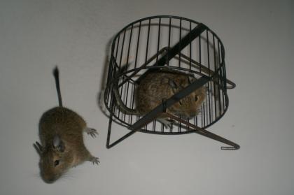 2 Degu-Männchen 