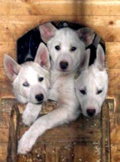 Doghandler auf einer Huskyfarm