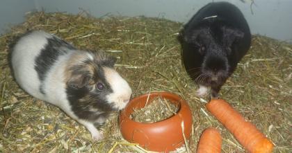 Meerschweinchen zu VERSCHENKEN