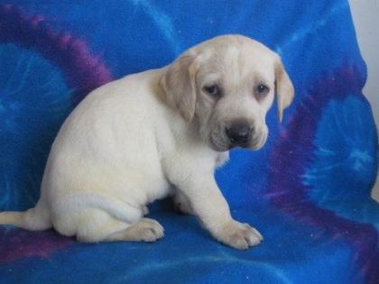 Labrador Retriever Welpen zu verkaufen 