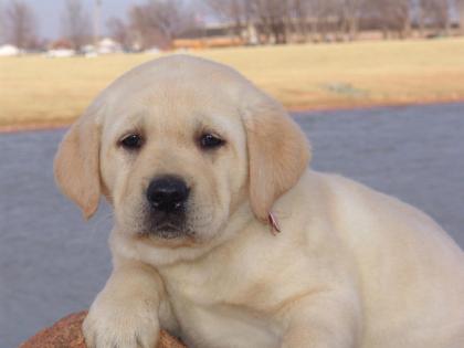 Knuffige Labrador Welpen 10 Wochen