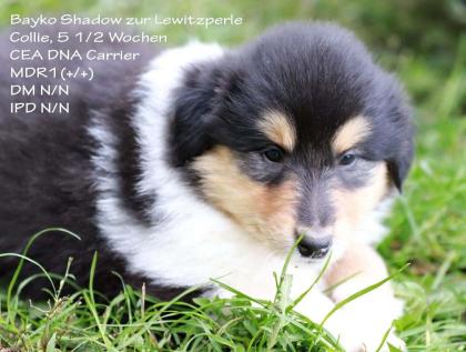 Collie Welpe (Rüde) mit VDH-Papieren