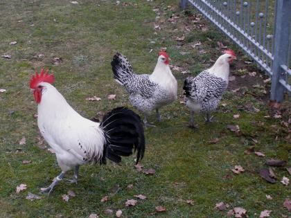 Verkaufe frische bruteier von großen ostfriesischen möwen