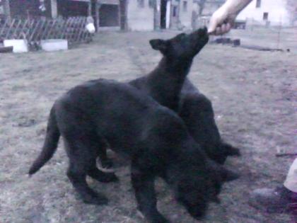 Schäferhundwelpen DDR Linie