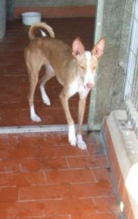 Podenca  Fayne  sucht ein liebevolles Zuhause