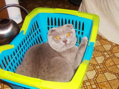 Deckkater Scottish Fold (Faltohrkatze) für BKH !