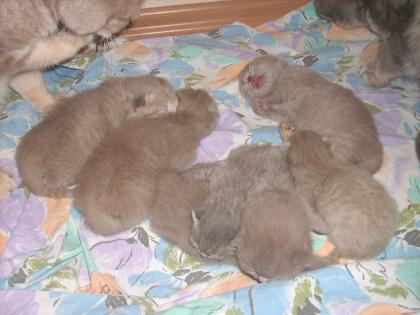 Britische Kurzhaar - Katzenbabys