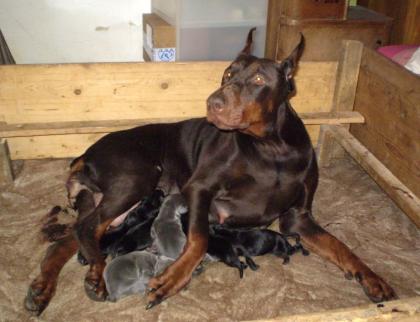 Dobermannwelpen, schwarz, braun, blau, mit FCI Ahnentafel aus Tschechien