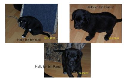 3 süsse mischling welpen