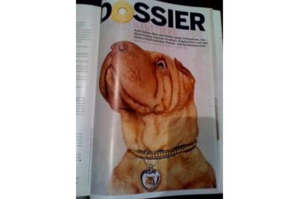 Schöne Shar Pei Hündin sucht neues Zuhause