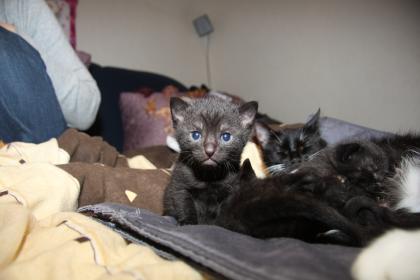 3 Süße Kitten suchen neues zuhause