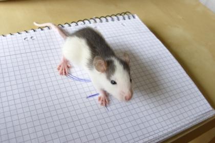 Wunderschöne Farbrattenwelpen abzugeben KEINE FUTTERTIERE!