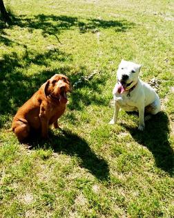 Private Hundebetreuung / Dog Sitting