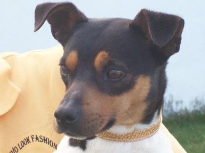 Jack Russel Mix Bodi