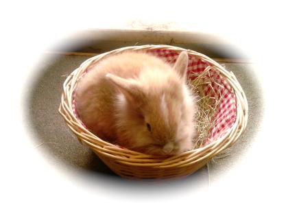 Hobbyzucht von Zwergkaninchen (Löwenkopf, Farbzwerge & Teddyzwerge)