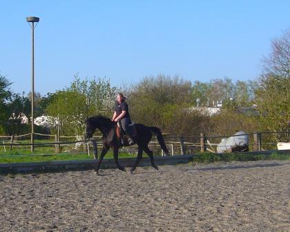 Warmblutwallach für Anfänger