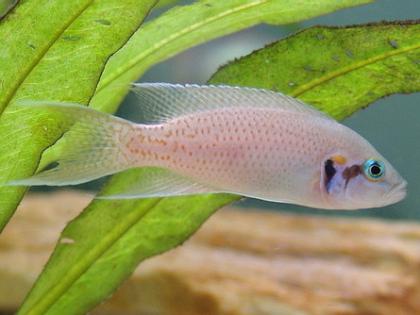 Feenbarsch, Prinzessin von Burundi (Neolamprologus brichardi)