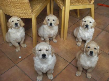 Golden Retriever-Welpen, hervorragend sozialisiert