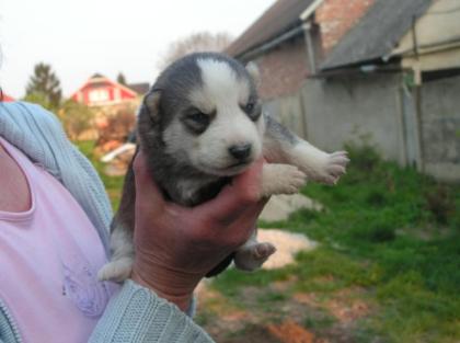Husky-mix suchen ein neues zuhause