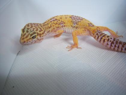 Leopardgeckos verschiedener Farbformen zu verkaufen