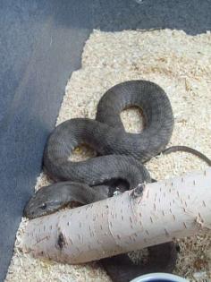 Münzennatter Hemorrhois (Coluber) nummifer