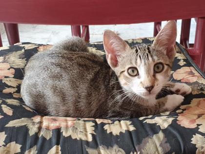 2 Katerchen Siam Lynx Point und Tigerchen