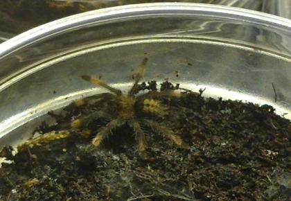 Psalmopoeus cambridgei 2-3 FH // Pterinochilus murinus rcf 1 FH // H.lividum Adu