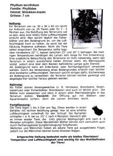 Eier von wandelnden Blättern (Phyllium siccifolium)