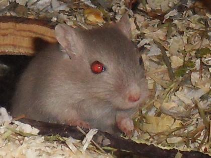 Junge (6 Wochen) Renn Mäuse zu verschenken 