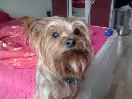 Yorkshire-Terrier will Vater werden!!!!