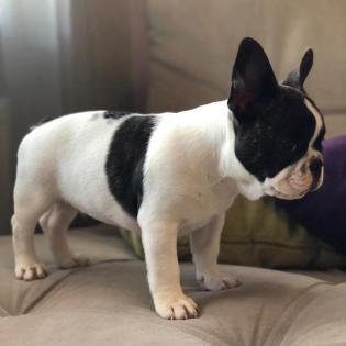 Französische Bulldog Welpen mit Papieren black and tan