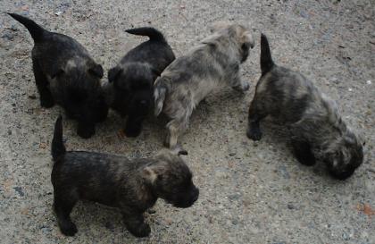 Cairn Terrier abzugeben