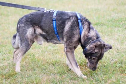 BUTCHI - Schäfer-Mix - 8 Jahre - Tierhilfe-Franken e.V.