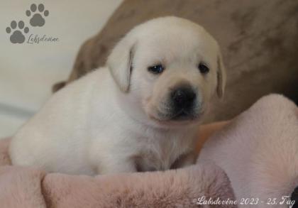 Labrador Welpen in gelb