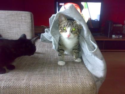 Super lieber Familien Kater sucht dringend liebevolles zuhause !