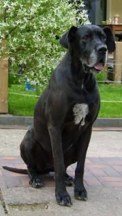 Doggendame  