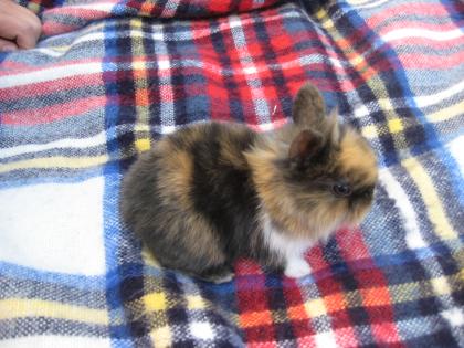 3 Zwergkaninchen suchen ein liebevolles Zuhause 