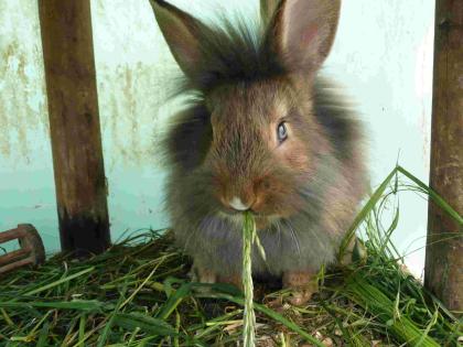 Löwen Kaninchen mit blauen Augen