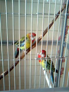 Australische Prachtrosella´s