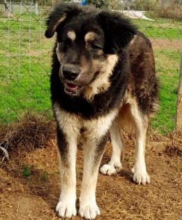 Milow - notfellchen sucht passendes Zuhause