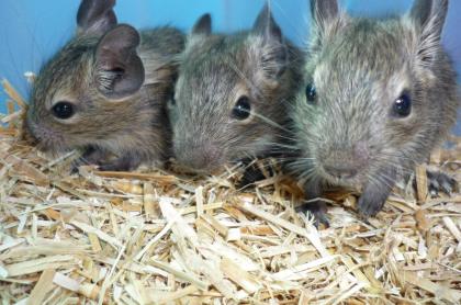 Degus suchen ein neues Zuhause