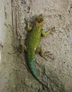 2.2 Malachit Stachelleguan