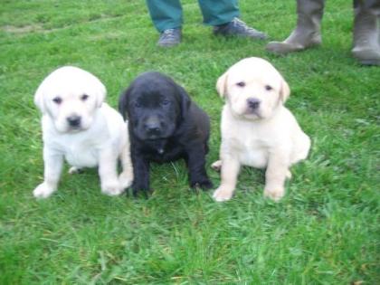 Labrador Welpen 