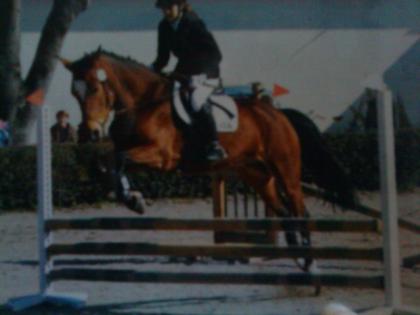Ich suche eine Reitbetteiligung nähe Lengdorf, bei Erding